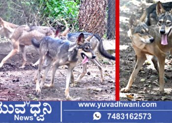 ಶಿವಮೊಗ್ಗ ಸಿಂಹಧಾಮಕ್ಕೆ ಹೊಸ ಅತಿಥಿಗಳ ಆಗಮನ