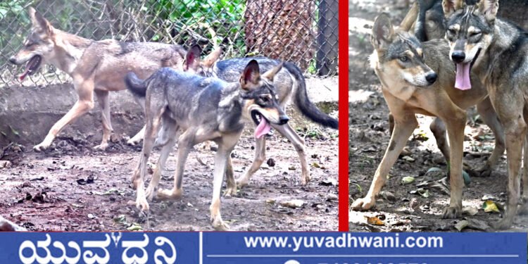 ಶಿವಮೊಗ್ಗ ಸಿಂಹಧಾಮಕ್ಕೆ ಹೊಸ ಅತಿಥಿಗಳ ಆಗಮನ