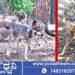 ಶಿವಮೊಗ್ಗ ಸಿಂಹಧಾಮಕ್ಕೆ ಹೊಸ ಅತಿಥಿಗಳ ಆಗಮನ