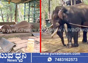 ಏಕಾಏಕಿ ಕುಸಿದು ಬಿದ್ದು ಸಕ್ರೆಬೈಲು ಆನೆ ಬಿಡಾರದ ’ಶೌರ್ಯ’ ಆನೆ ಸಾವು!