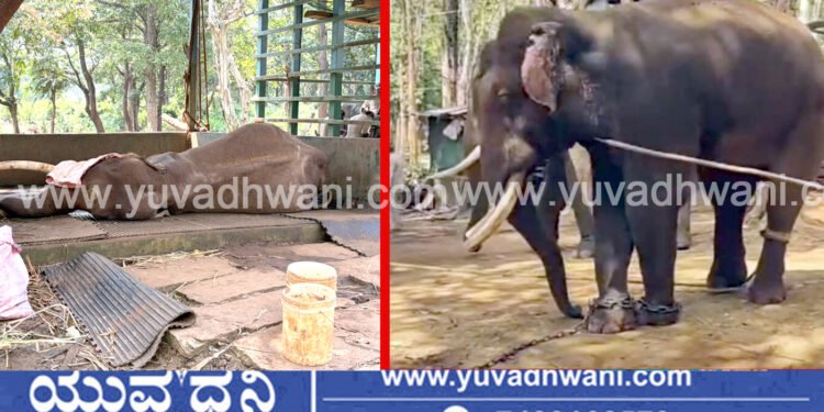 ಏಕಾಏಕಿ ಕುಸಿದು ಬಿದ್ದು ಸಕ್ರೆಬೈಲು ಆನೆ ಬಿಡಾರದ ’ಶೌರ್ಯ’ ಆನೆ ಸಾವು!