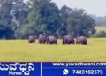 ಕಾಡಾನೆಗಳ ಸಂಚಾರ, ಗೌತಮಪುರ, ಚನ್ನಾಪುರ ಸೇರಿ ಹಲವು ಗ್ರಾಮಗಳಿಗೆ ಎಚ್ಚರಿಕೆ!