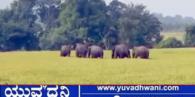 ಕಾಡಾನೆಗಳ ಸಂಚಾರ, ಗೌತಮಪುರ, ಚನ್ನಾಪುರ ಸೇರಿ ಹಲವು ಗ್ರಾಮಗಳಿಗೆ ಎಚ್ಚರಿಕೆ!